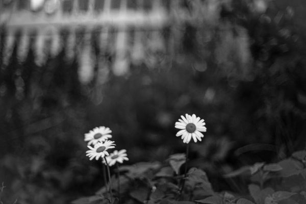 Daisies blooming