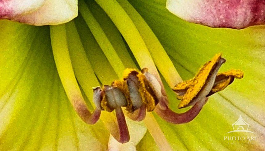 Interior view of a Lily.