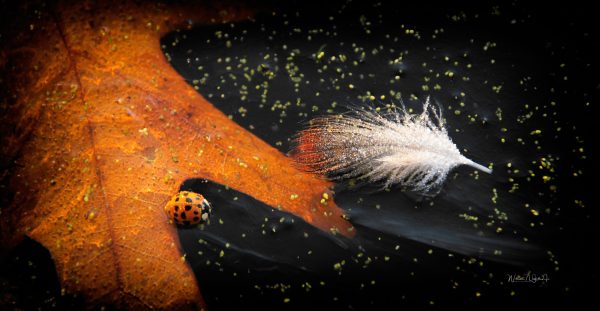 Elements of the transition of life frozen on a lake. The fall Oak leaf, dead Lady Bug and a