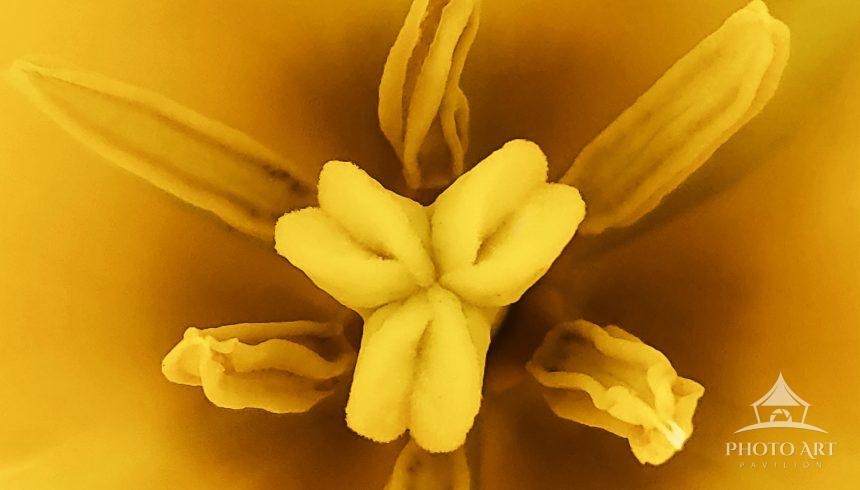 Interior of Yellow Tulip