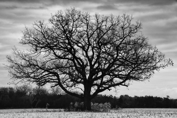 Harvest Oak, Old Oak tree found in middle of corn field at end of harvest. HDR stacked image