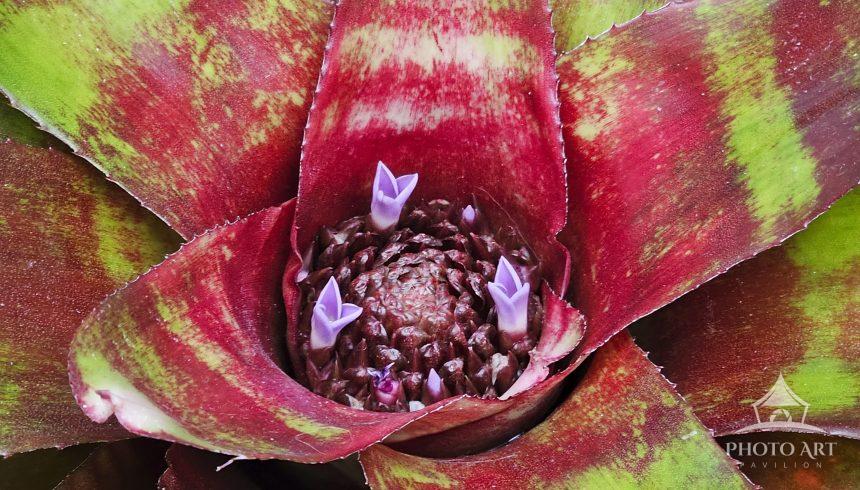 "Feed Me" interior of a flower that reminded me of baby birds shouting to be fed. Image processed