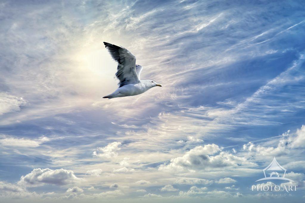 Lone Gull traveling across the sky.