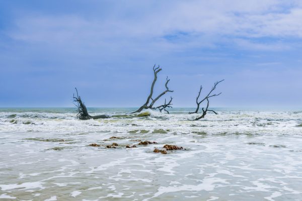 Took a trip out to Botany Bay to experience the erosion being caused by the rising tides. The tree