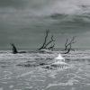 Thought it would be interesting to see the original photo in black-and-white. It does seem to