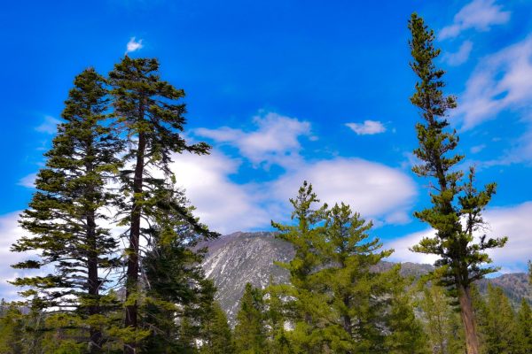 On my visit to see my sister we took a ride up Mount Rose Highway to see the beautiful ski mountain.