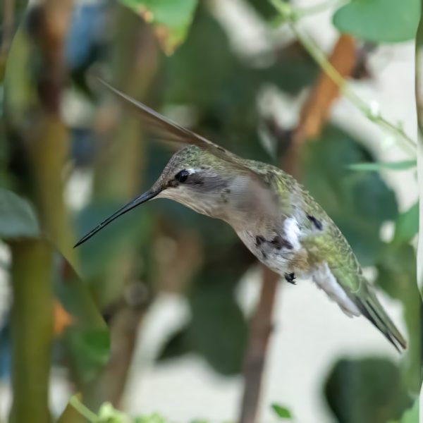 Female Costa's Hummingbird grows 3 - 3.5in in length, wingspan of 11cm.