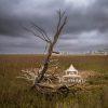 As one walks out to the beach at Botany Bay, they encounter this lone, downed tree in the marsh. One