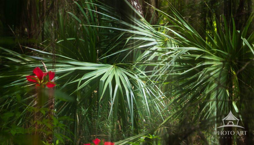 As I approached the entrance to the Swamp Walk, in the corner of my eye, a glimpse of red in a field