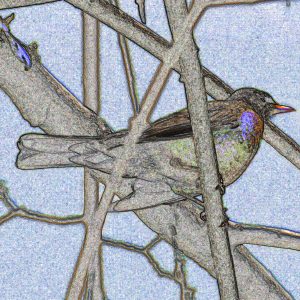 A Robin Is a songbird in North America and they live in woodlands often close to water, they are
