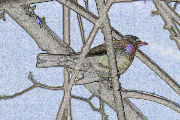 A Robin Is a songbird in North America and they live in woodlands often close to water, they are
