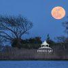 A lone blackbird perched at treetop enjoys the view as the moon rises.