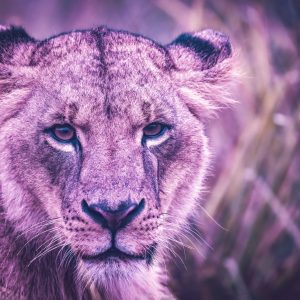 "Rain-Kissed Majesty" is a striking close-up photograph of a lioness, capturing her in exquisite