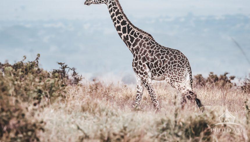 "Tall and Tranquil" is a serene and captivating photograph that beautifully captures the essence