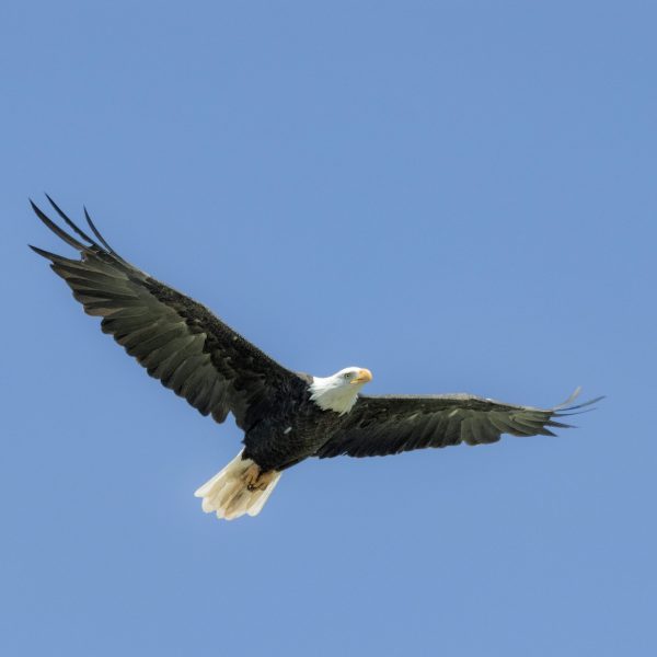 Eagle Doing a fly by