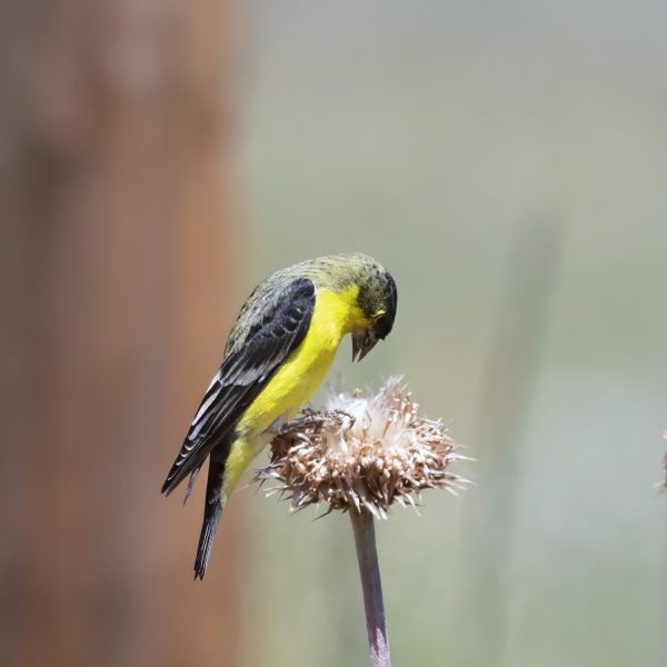 the lesser goldfinch is a small finch in the genus spinus native to the Americas.