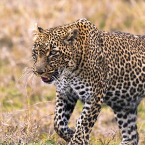 "Eyes of the Hunter" is a captivating photograph that showcases the majestic beauty of a leopard