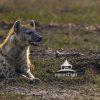 "Watchful Sentinel" is a captivating photograph that captures the majestic essence of a hyena in