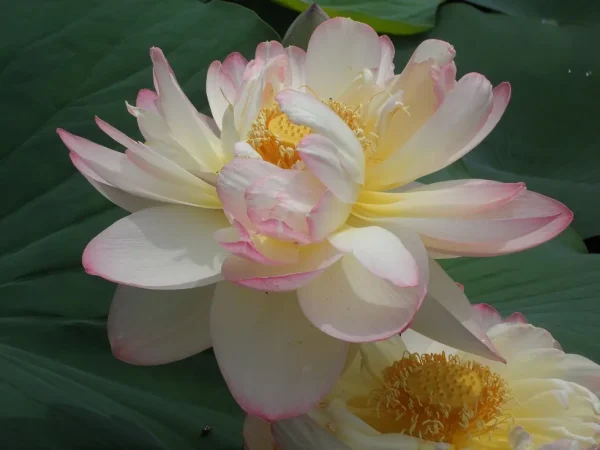 Double Lotus