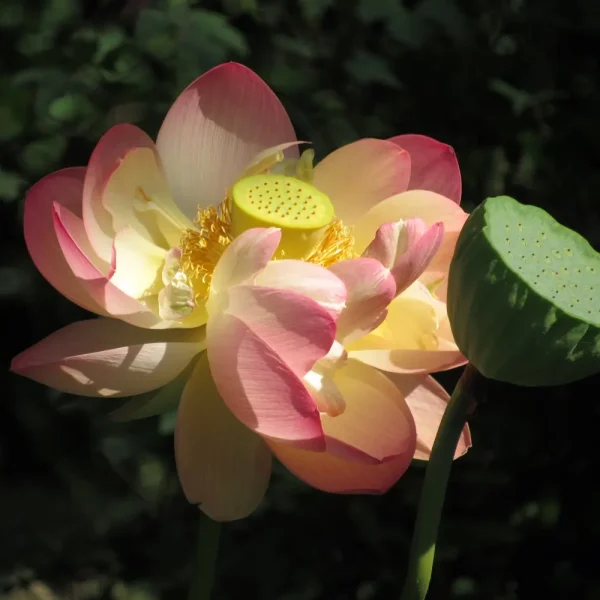 In the Afternoon Light