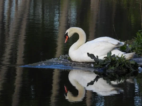 Reflection