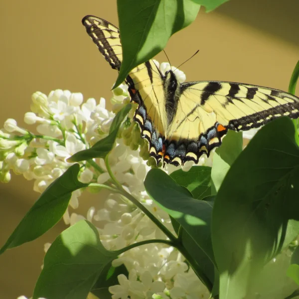 Springtime Swallowtail