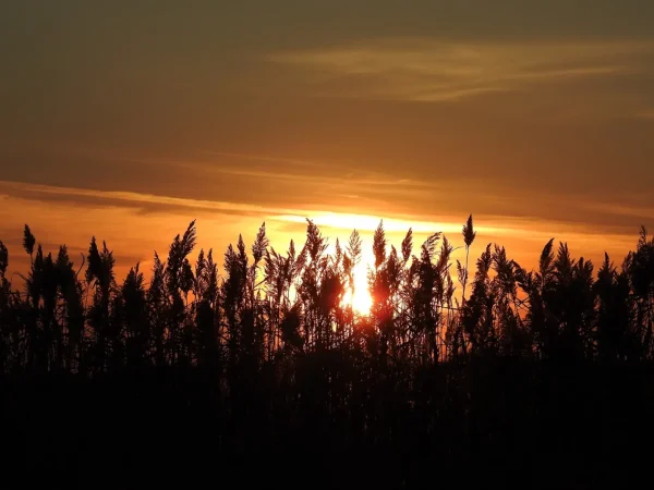 Sunset through the Reeds