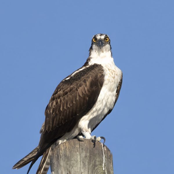 The osprey is known as sea hawk, river hawk, and a fish hawk, is diurnal, fish-eating bird of prey