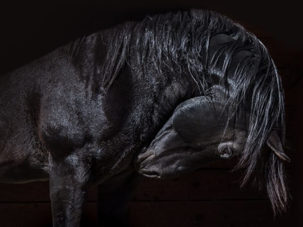 This majestic black horse struck a lovely pose in his stall.
