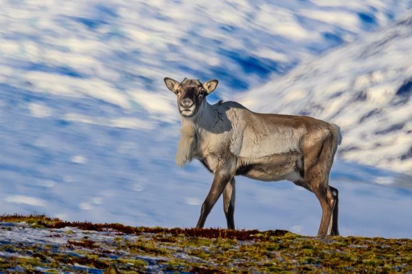 This reindeer was part of a larger group grazing just off the road.