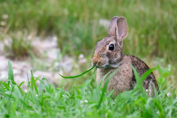 Bunny munching down in someone's back yard.