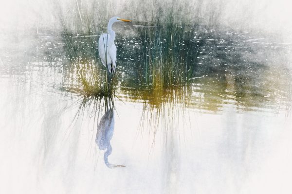 "Avian Dreamscape" is a serene and ethereal depiction of a white egret standing gracefully in