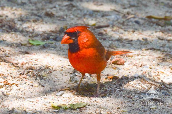 Pretty Cardinal