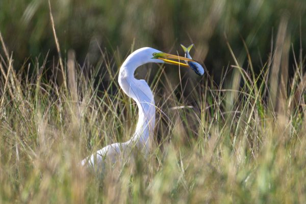 A Great White Egret hits paydirt with a nice large capture.