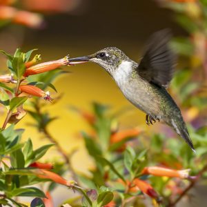 Hummingbirds are nectar specialists and need to eat every 10–15 minutes to sustain their high