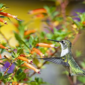 Hummingbird hovers as it decides which bloom to harvest next.