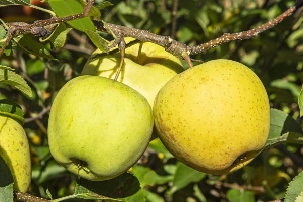There are many farms growing apples in New York State.
