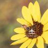 Introducing "Nectar's Embrace," an evocative photographic artwork that draws the viewer into a