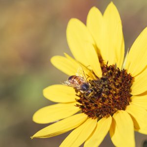 Introducing "Nectar's Embrace," an evocative photographic artwork that draws the viewer into a