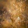 "Whispered Gold" is a captivating photographic artwork that draws the viewer into a serene and