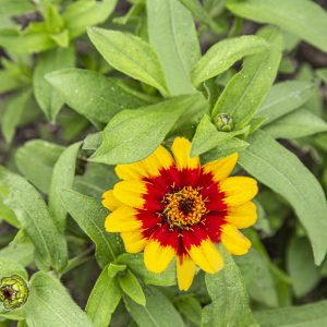 Zinnia flowers are part of the Heliantheae Tribe of the Asteraceae Genus, They are very common in