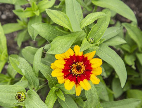 Zinnia flowers are part of the Heliantheae Tribe of the Asteraceae Genus, They are very common in