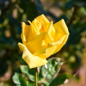 While exploring at the Presbyterian Church retreat, Lake Tahoe found this beautiful, smelling Rose