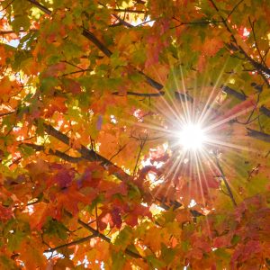 Gorgeous weekend spent at Northfork campground ground. Autumn in full bloom with a burst of natural
