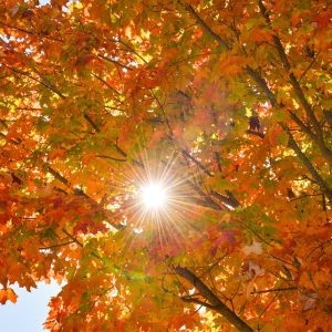 Autumn Energy 1.  Sun blazing through the colorful maple autumn leaves