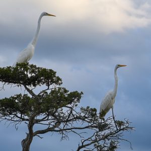 This was such a nice surprise catching these two egrets sitting way up in the tree. Up in the