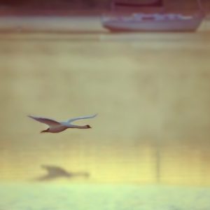 This photograph captures a serene image of a swan gracefully gliding over Red Creek Pond. Its wings