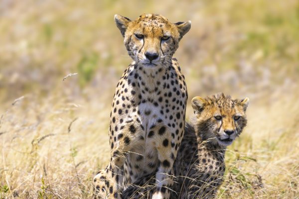 "Sanctuary in Spots" is a captivating photograph that immerses the viewer in the serene and