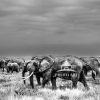 "Majestic March of the Giants" is a captivating black and white photograph that beautifully