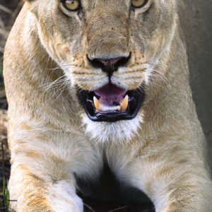 Introducing "Steely Serengeti Stare," an evocative photograph that invites viewers into the